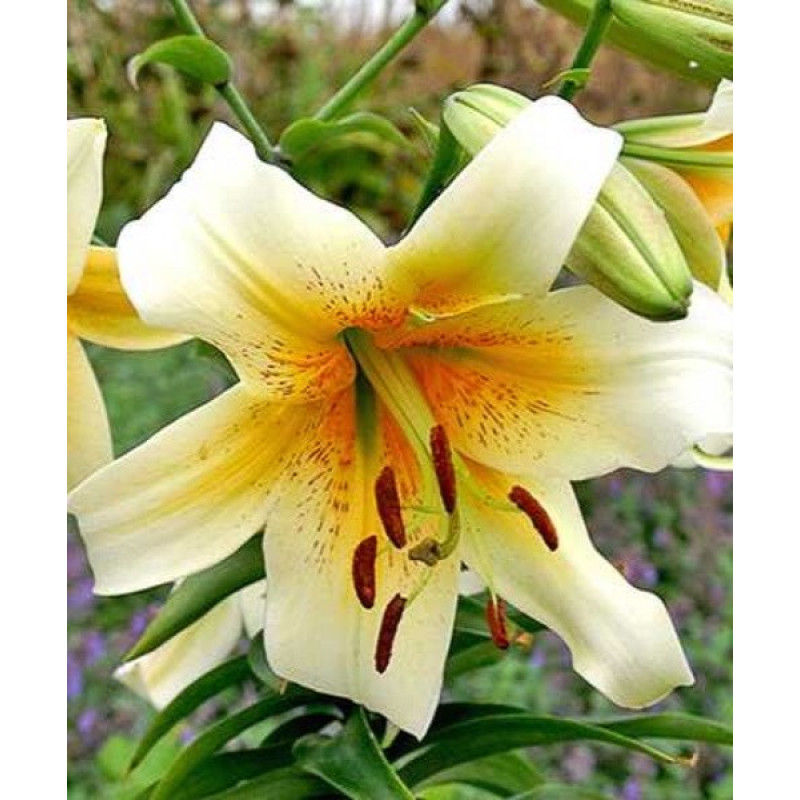 Лілія ОТ-Гібрид Mister Cas Розмір цибулини : розмір цибулини 14/16