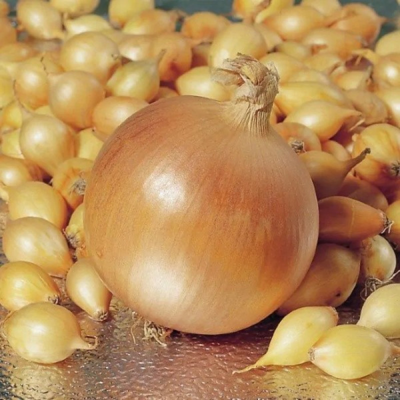 Лук желтый Штур БС Вес : 0,5 кг