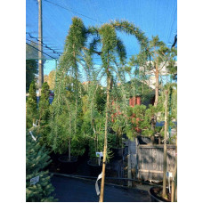 Модрина японська пендула (штамб)<br />
Актуальна висота : 140-160 см<br />
Об'єм : 45 л