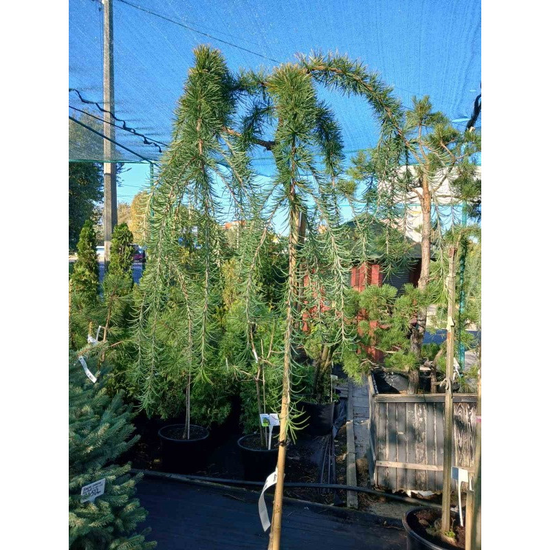 Модрина японська пендула (штамб) Актуальна висота : 170-180 см Об'єм : 45 л