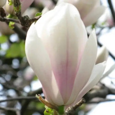 Магнолія Суланжа Speciosa<br />
Актуальна висота : 50-60 см<br />
Об'єм : 3 л