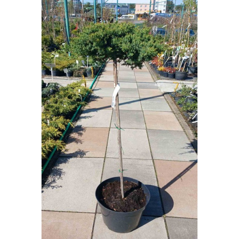 Ялівець лежачий Nana (штамб) Актуальний діаметр : 15-20 см Об'єм : 10 л