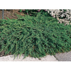 Ялівець звичайний Green Mantle<br />
Актуальна висота : 25-30 см<br />
Об'єм : 3 л
