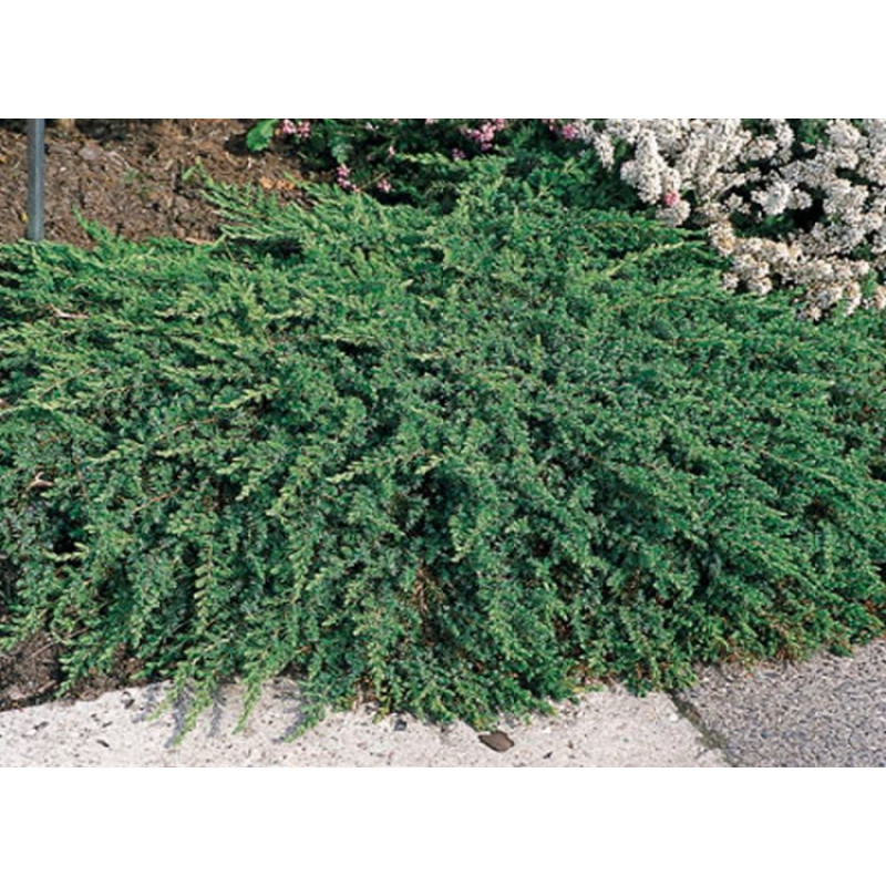 Можжевельник обыкновенный Green Mantle Актуальная высота : 25-30 см Объем : 3 л