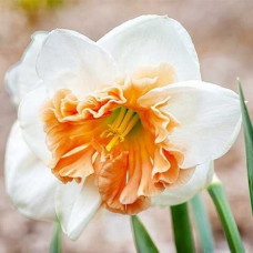 Нарцисс Fire Drill<br />
Размер луковицы : размер луковицы 12/14