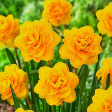 Нарцисс Heamoor<br />
Размер луковицы : размер луковицы 12/14