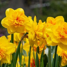 Нарцисс Indiras<br />
Размер луковицы : размер луковицы 12/14