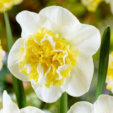 Нарцисс Wave<br />
Размер луковицы : размер луковицы 12/14