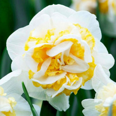 Нарцисс Westward<br />
Размер луковицы : размер луковицы 12/14