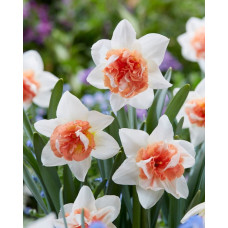 Нарцисс Candy Princess<br />
Размер луковицы : размер луковицы 12/14