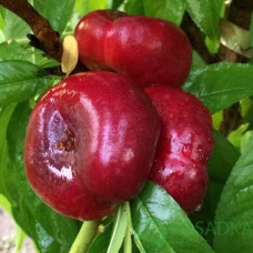 Нектарин инжирный Донат<br />
Возраст растения : 2 года<br />
Объем : открытый корень