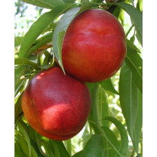 Нектарин колоновидный Роман<br />
Возраст растения : 2 года Объем : открытый корень