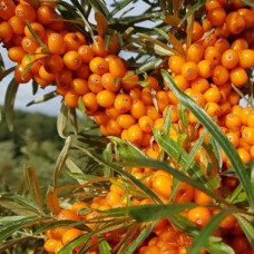 Обліпиха жіноча Єва<br />
Вік рослини : 2 роки<br />
Об'єм : 3 л