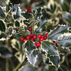 Падуб гостролистий Silver Queen<br />
Актуальна висота : 25-30 см<br />
Об'єм : 3 л