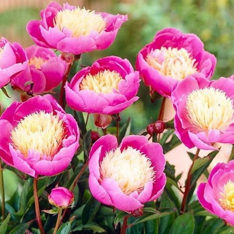 Пион травянистый Bowl of Beauty Объем : 4 л