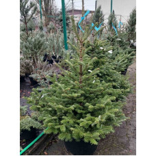 Ялиця Фразера<br />
Актуальна висота : 120-140 см<br />
Об'єм : 40 л