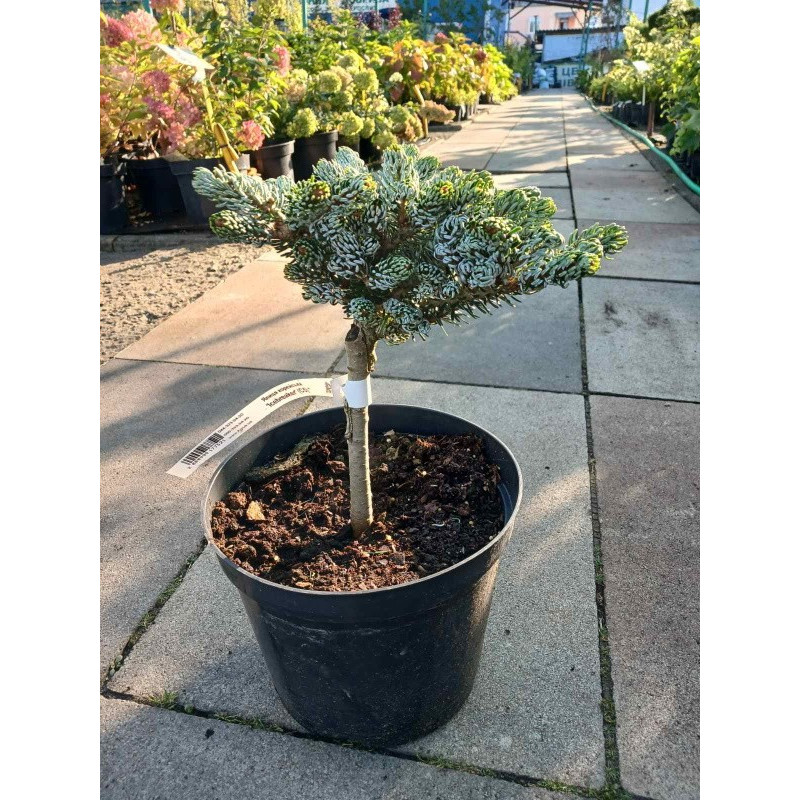 Ялиця корейська Icebreaker (штамб) Актуальний діаметр : 20-25 см Об'єм : 5 л