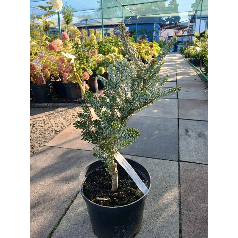 Ялиця корейська Silberlocke (штамб) Актуальна висота : 20-25 см Об'єм : 5 л