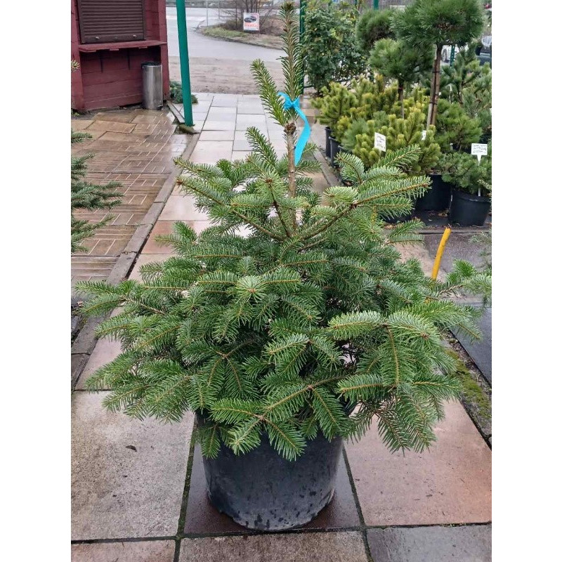 Ялиця Нордмана Актуальна висота : 70-80 см Об'єм : 20 л