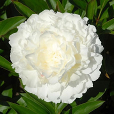 Пион травянистый Alice Harding<br />
Объем : 3 л