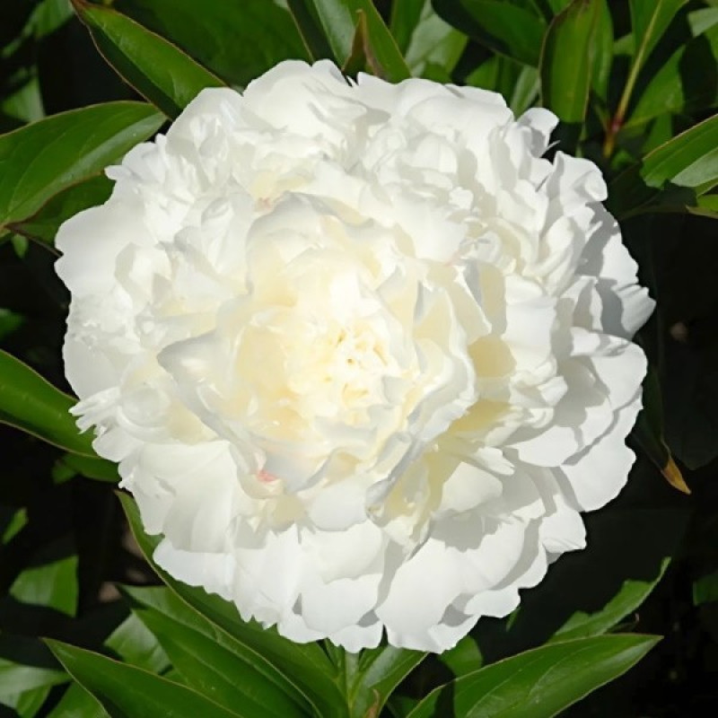 Пион травянистый Alice Harding Объем : 3 л