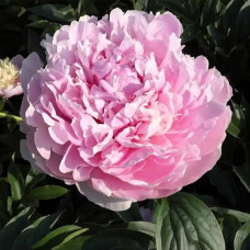 Пион травянистый Albert Crousse<br />
Объем : 3 л