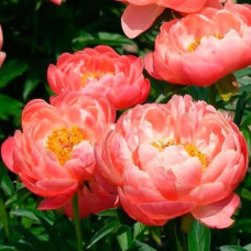Піон трав'янистий Coral Sunset<br />
Об'єм : 4 л