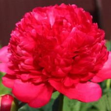 Пион травянистый Command Performance<br />
Объем : 3 л