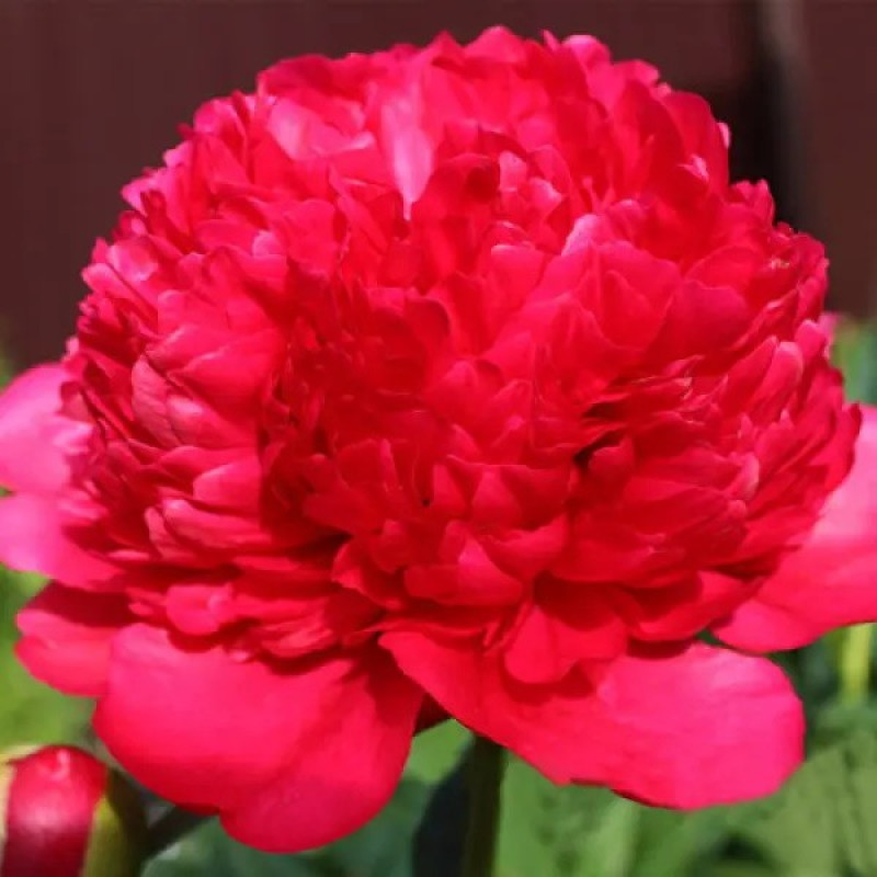 Пион травянистый Command Performance Объем : 3 л