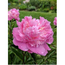 Пион травянистый Edulis Superba<br />
Объем : 3 л