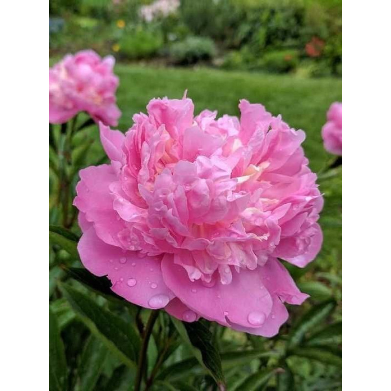 Пион травянистый Edulis Superba Объем : 3 л