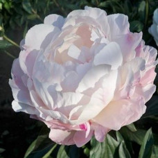 Пион травянистый Gardenia<br />
Объем : 3 л