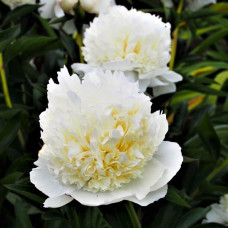 Пион травянистый Lancaster<br />
Объем : 3 л