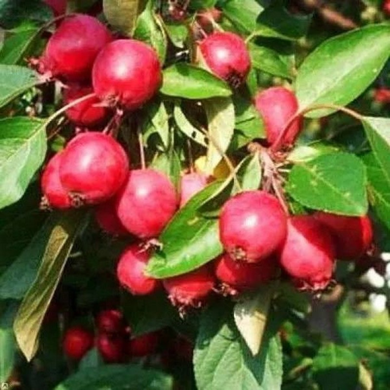 Яблоня декоративная Ван Эселтайн Актуальная высота : 170-180 см Объем : 35 л