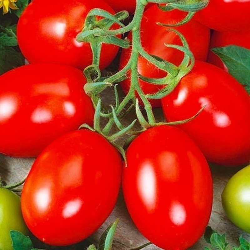 Томат Лагидный Вес : 30 шт