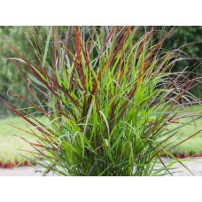 Просо прутьевидное Shenandoah<br />
Объем : 2 л