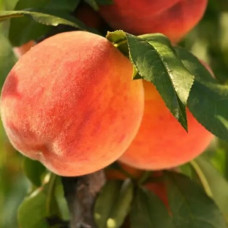 Персик Кардинал<br />
Возраст растения : 2 года <br />
Объем : открытый корень