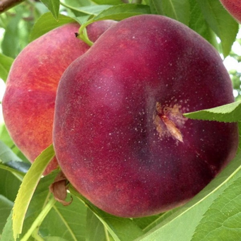 Персик инжирный Свит Ринг Возраст растения : 2 года Объем : открытый корень