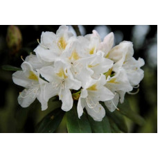 Рододендрон Cunningham's White<br />
Актуальная высота : 20-25 см<br />
Объем : 3 л