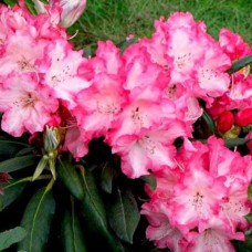 Рододендрон Emanuela<br />
Актуальная высота : 20-25 см<br />
Объем : 3 л