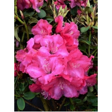Рододендрон Gartendirektor Glocker<br />
Актуальная высота : 10-15 см<br />
Объем : 3 л