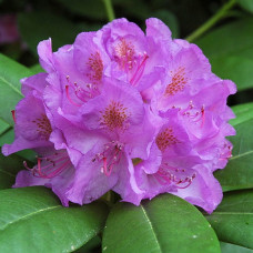 Рододендрон Grandiflorum<br />
Актуальна висота : 40-50 см<br />
Об'єм : 4 л