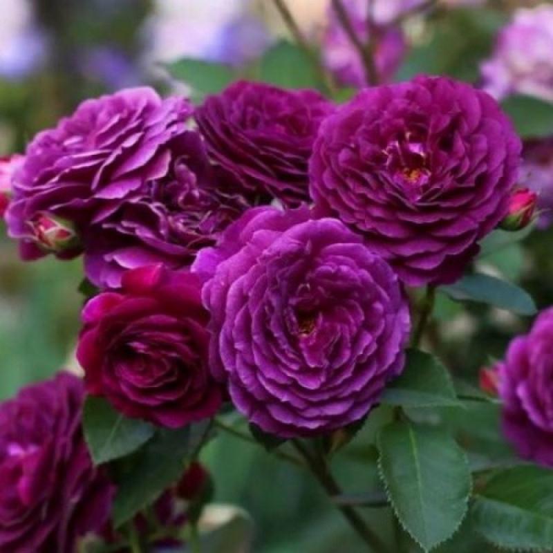 Роза чайно-гибридная Ebb Tide Объем : 4 л