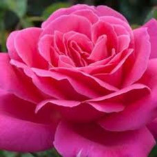 Троянда чайно-гібридна Pink Peace<br />
Об'єм : відкрита коренева система