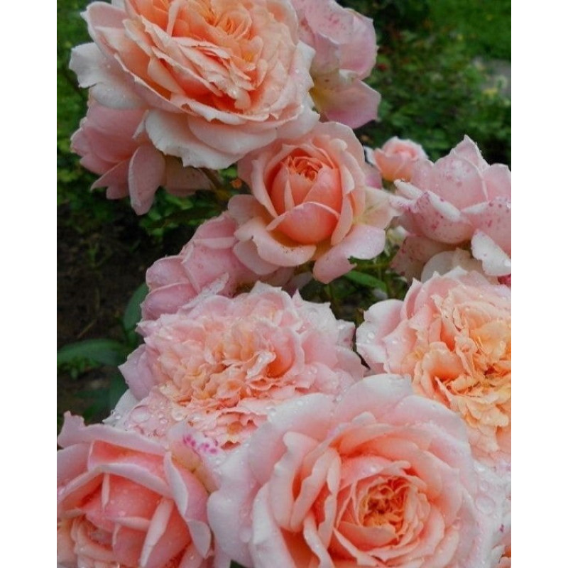 Троянда чайно-гібридна Sweet Love Об'єм : відкрита коренева система