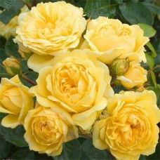 Троянда флорібунда Yellow Meilove<br />
Об'єм : відкрита коренева система