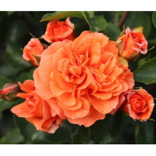 Роза Kordes флорибунда Orangerie<br />
Объем : открытый корень