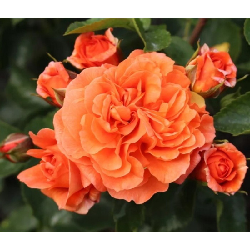 Роза Kordes флорибунда Orangerie Объем : открытый корень