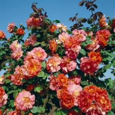 Роза плетистая Arielle Dombasle<br />
Объем : 4 л