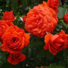 Роза плетистая Maintower<br />
Объем : 4 л